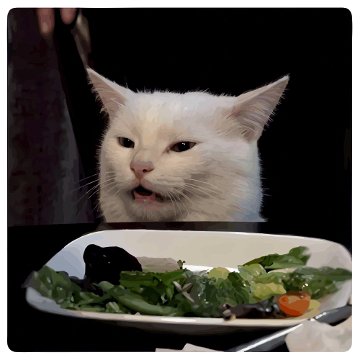 Cat eating food